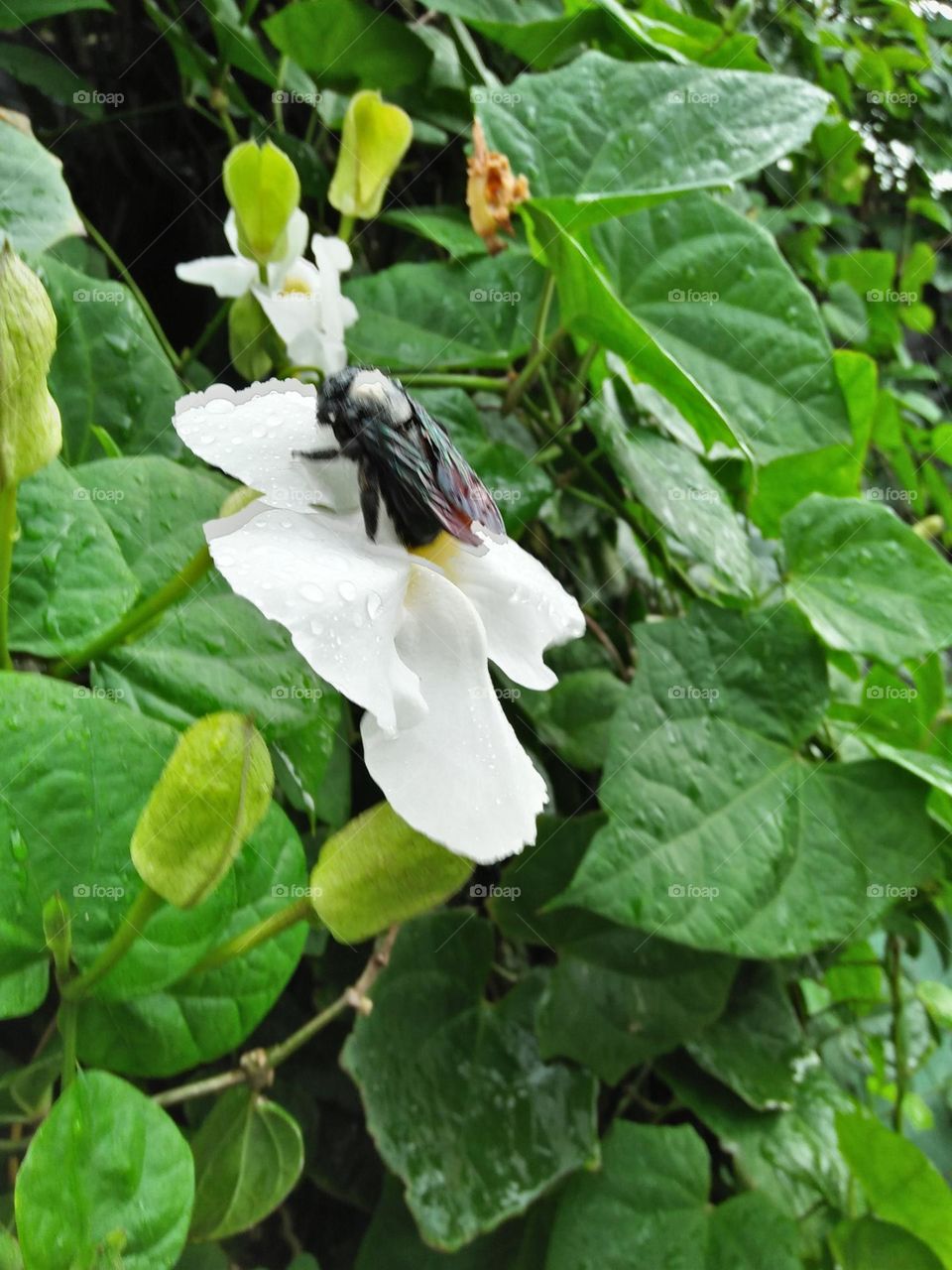 Your best macro shot