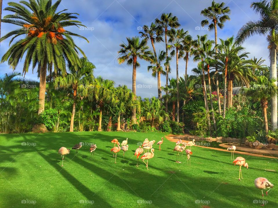 Flamingos at Loro Parque. Tenerife.