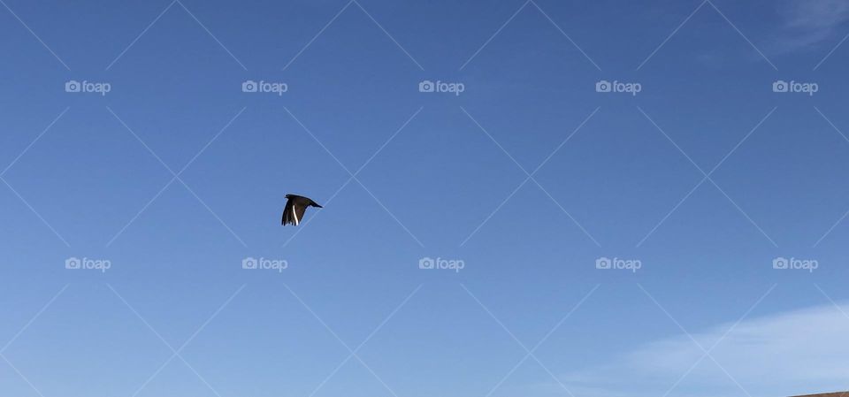 Beautiful flying pigeon cross the sky 