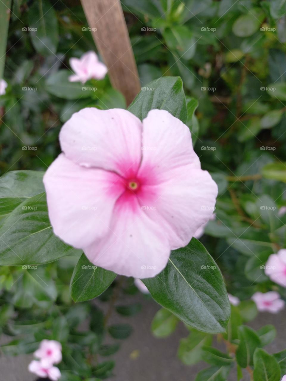 pink flower