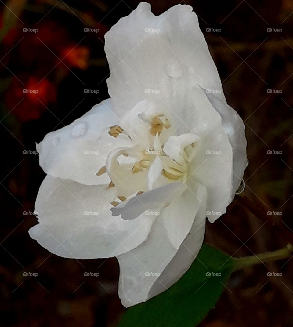 White flower