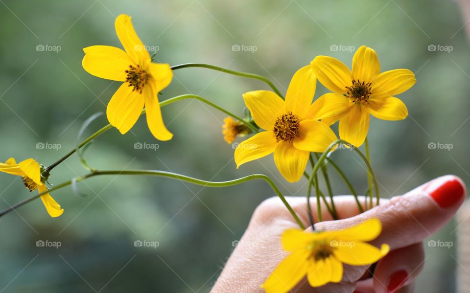 beautiful gentle yellow summer flowers in the female hand green background