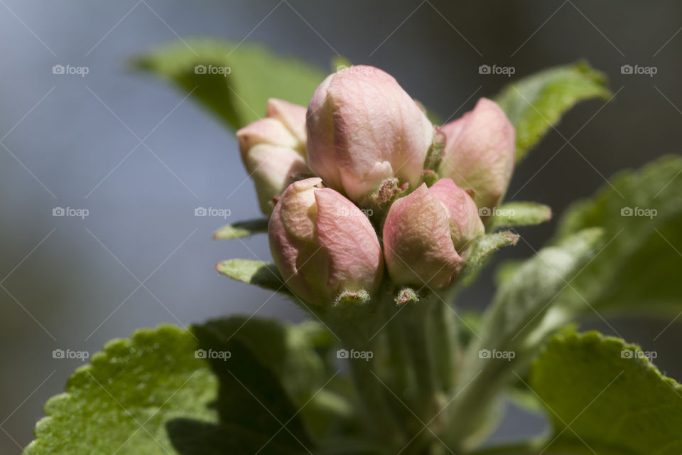 Blossom on apple tree, flowers closed.  Apple tree flower closeup
