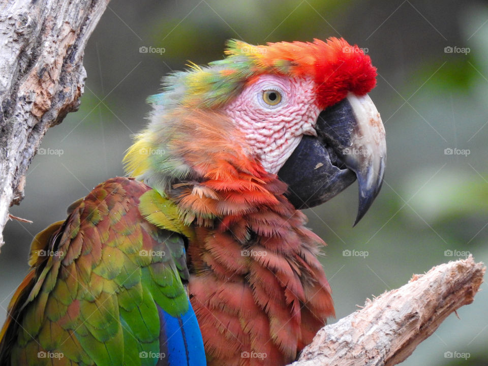 Parrot