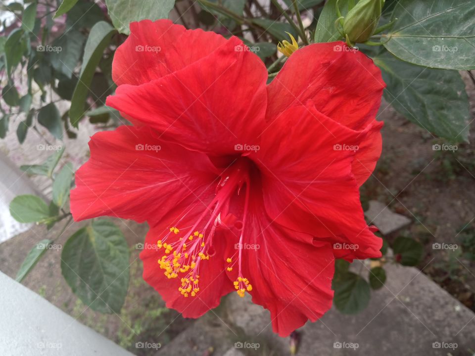 double red hibiscus