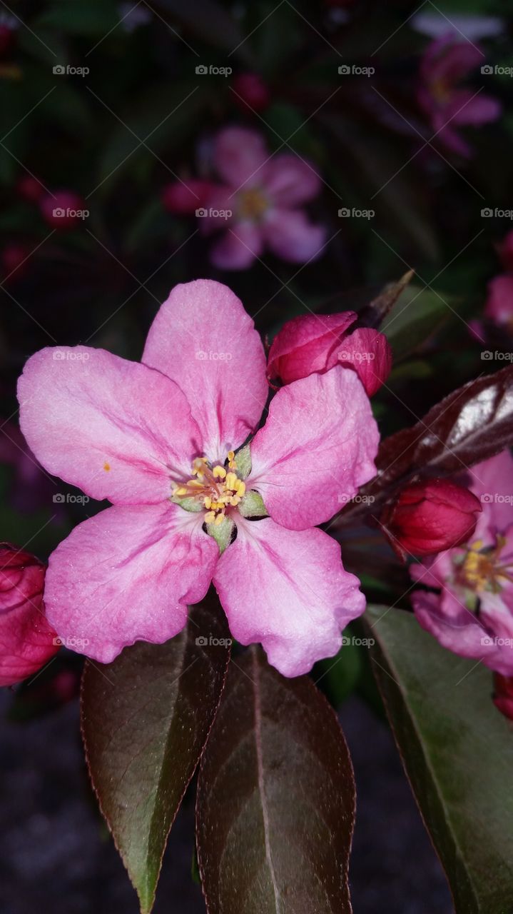 blossoming . spring is here