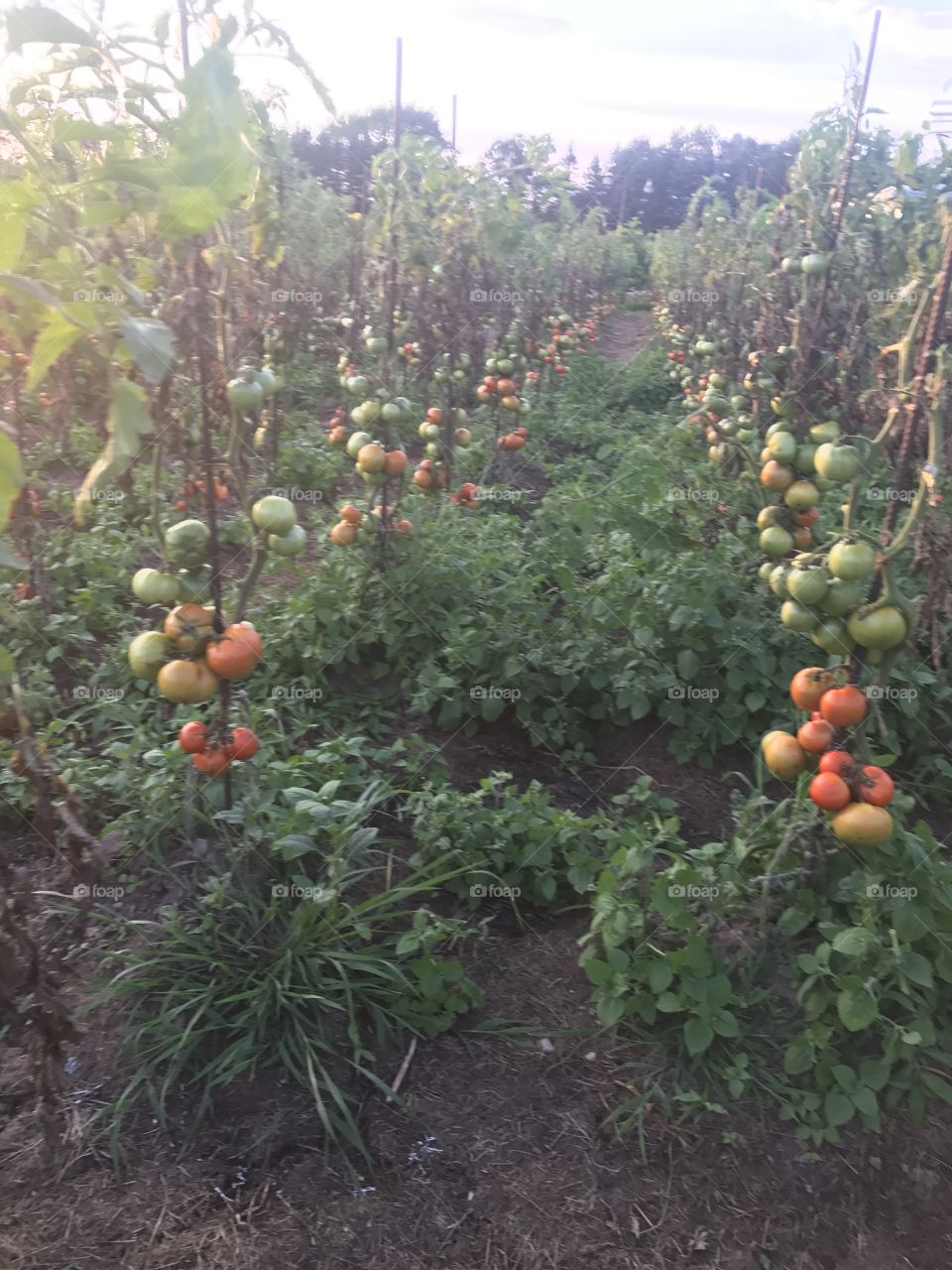 Tomato farm