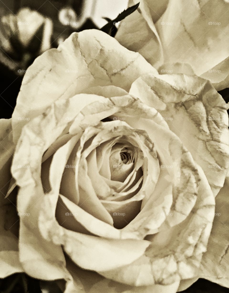 Close up of damaged rose