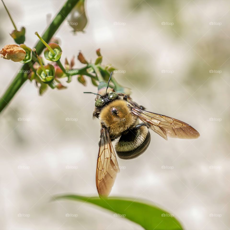 Bee feeding on blueberry Bush