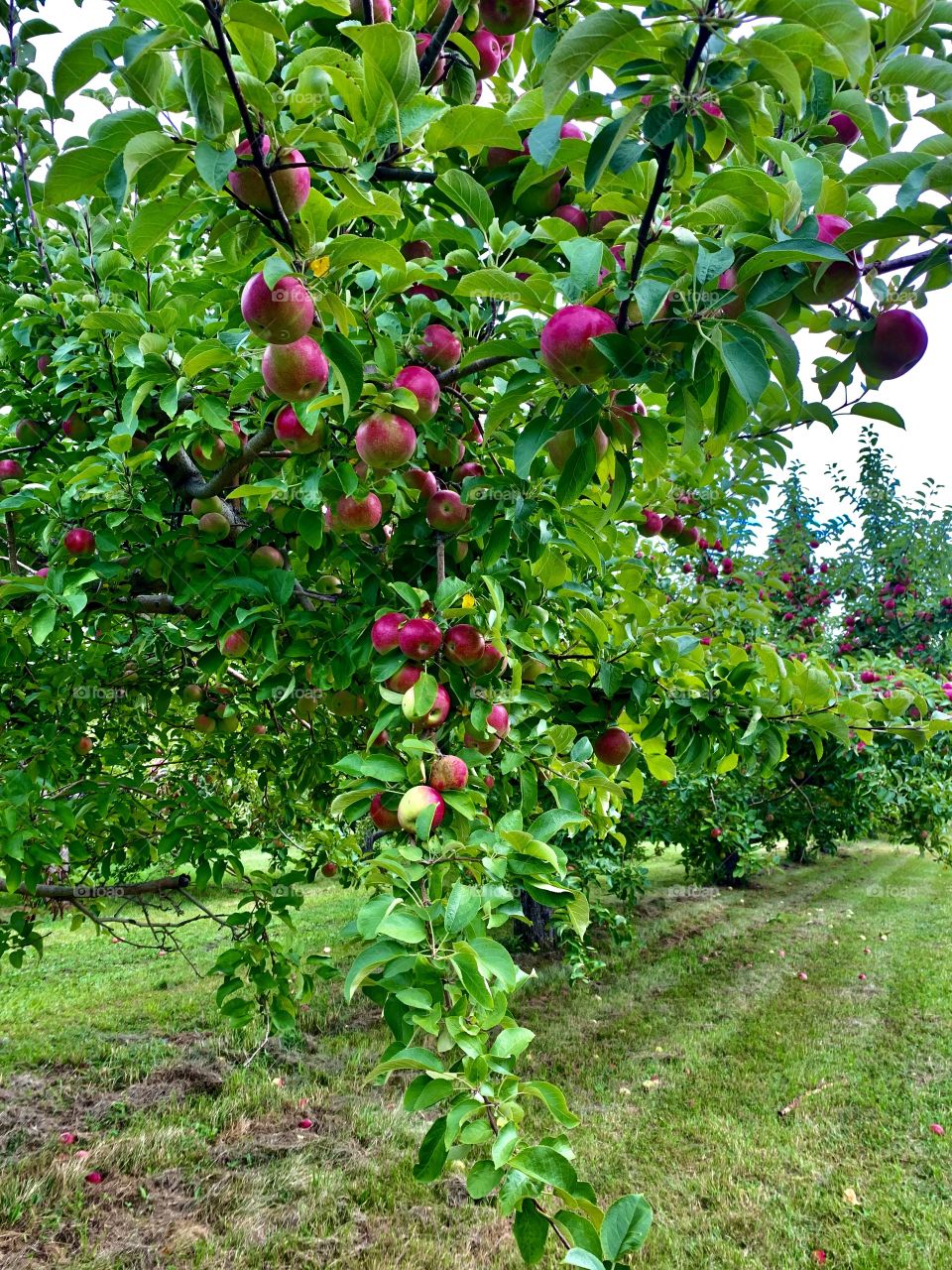 Orchard de la Savane, Quebec, Canada 🍁