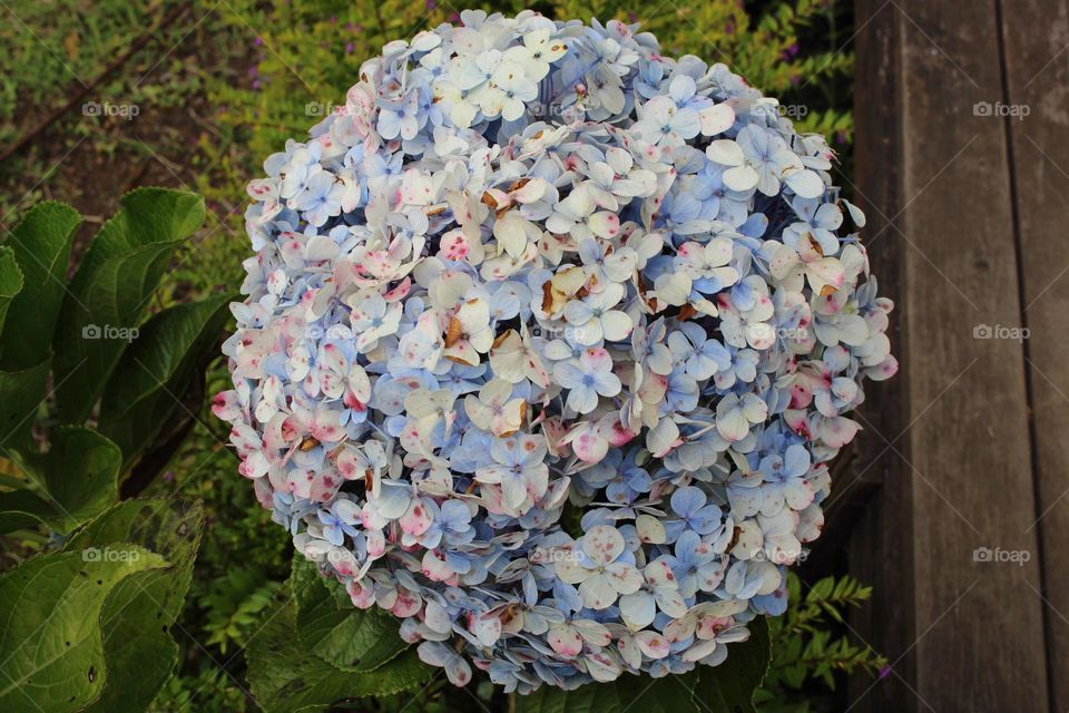 Paper Flower