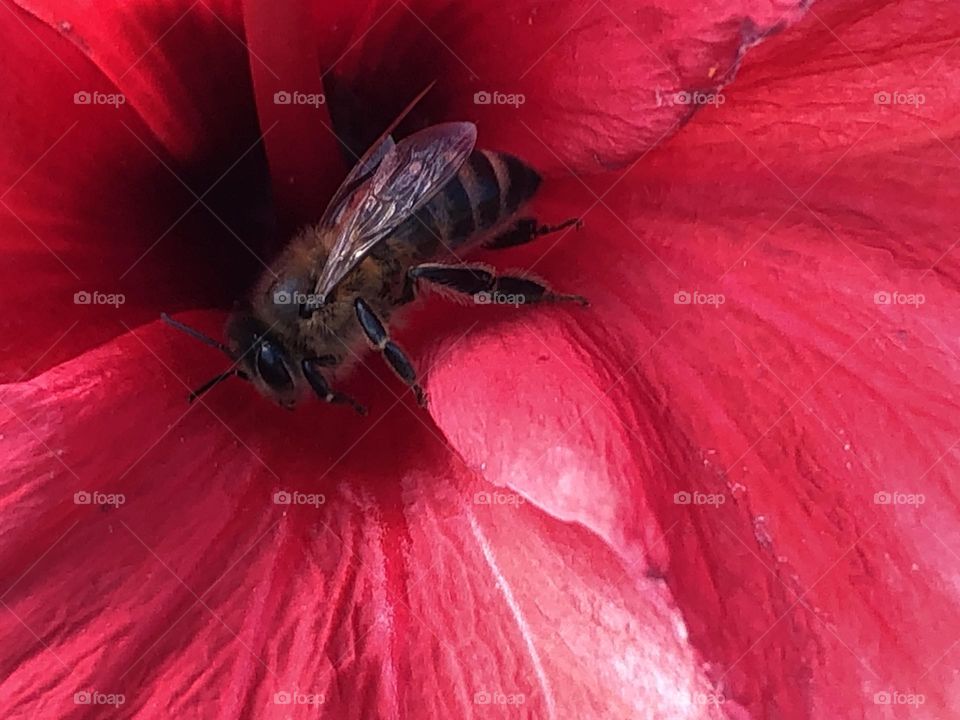 Beautiful bee on flower in spring 