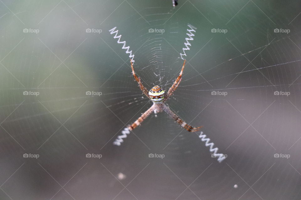 Spider, spider web , web , natural, nature , wildlife, forest, photography