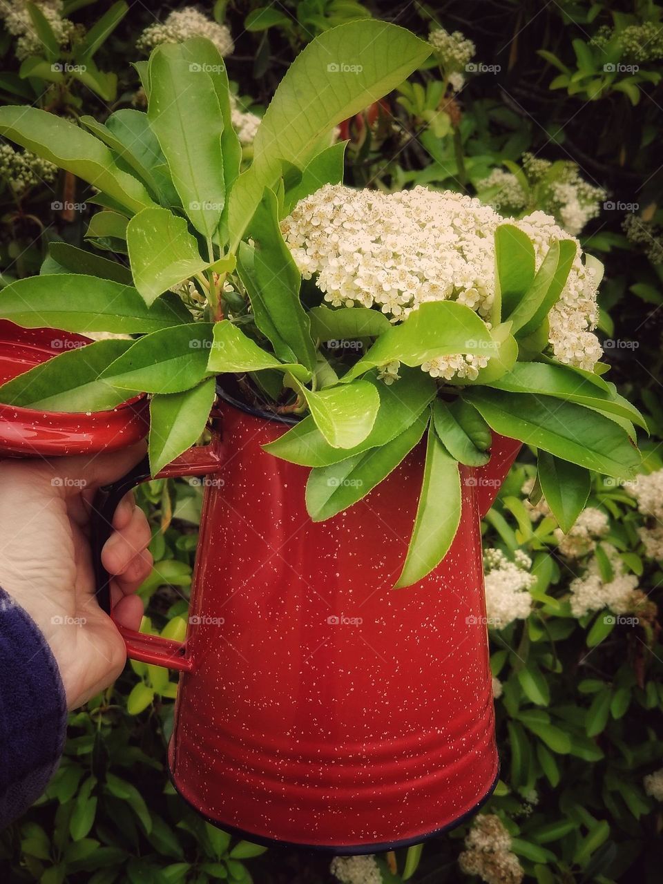 Hand Holding a Red Campfire Coffee Pot with Red Tip Photinia blooms inside