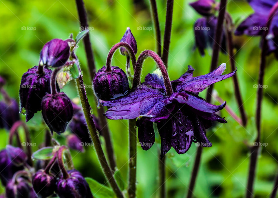 Water drops on purple flowers