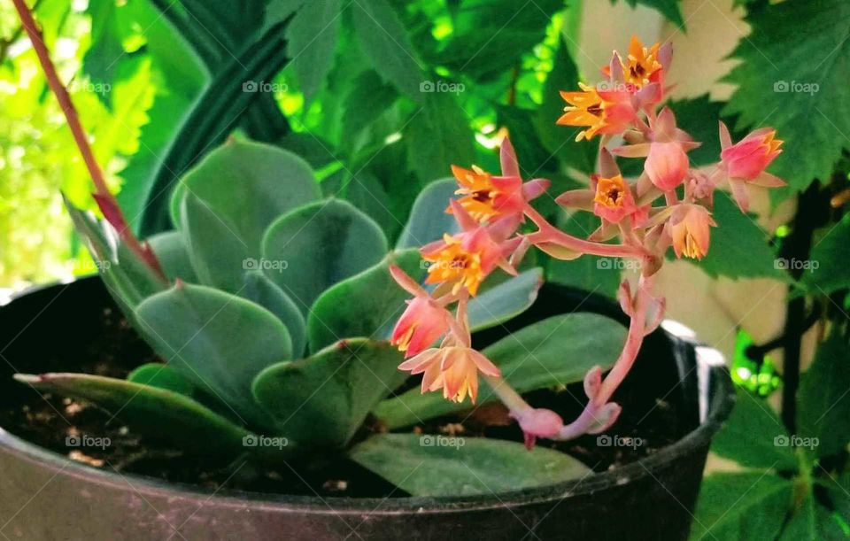Baby Echeveria (Echeveria derenbergii)
succulent plant with bell shaped orange and yellow flowers