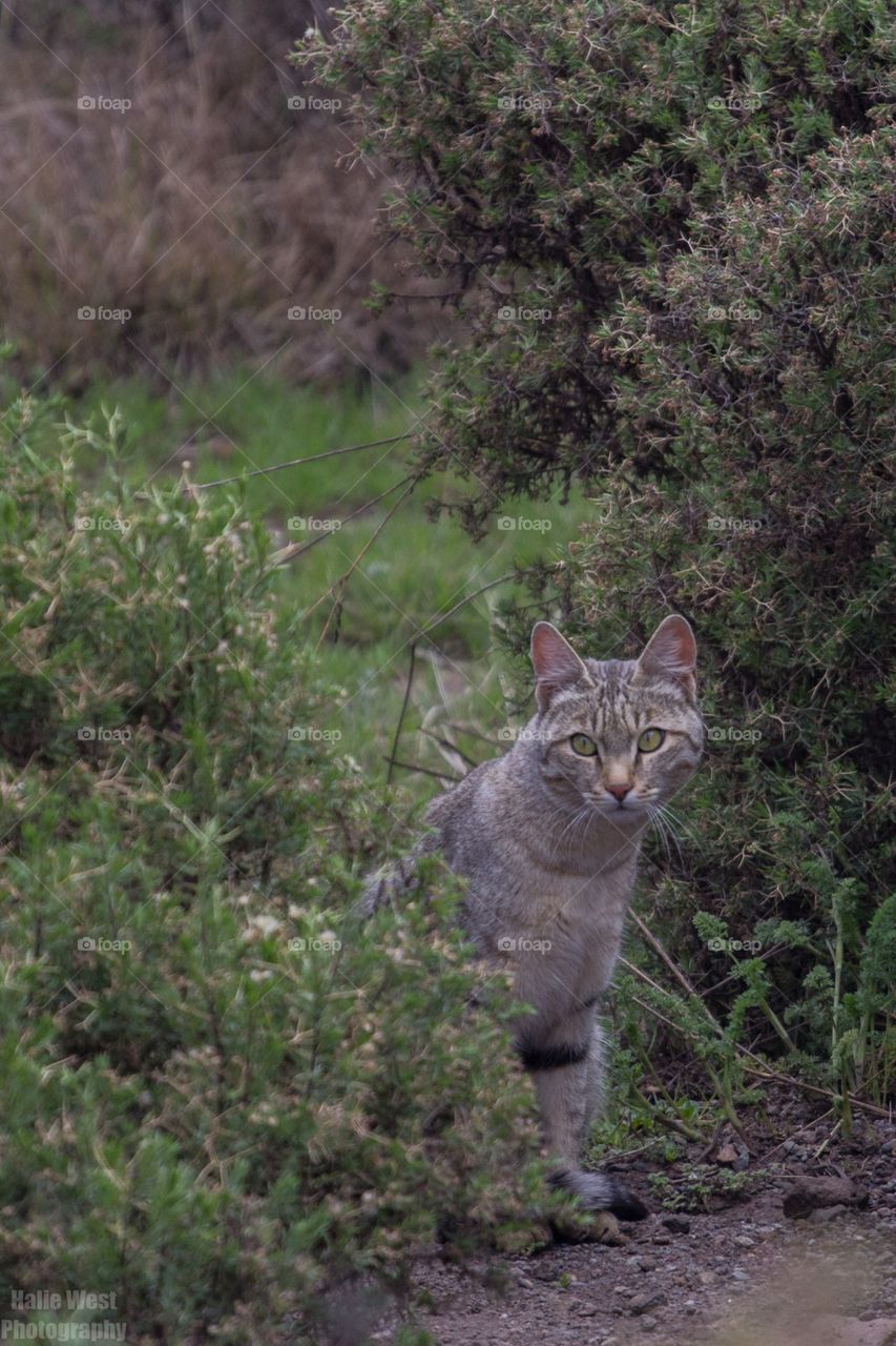 African wild cat 