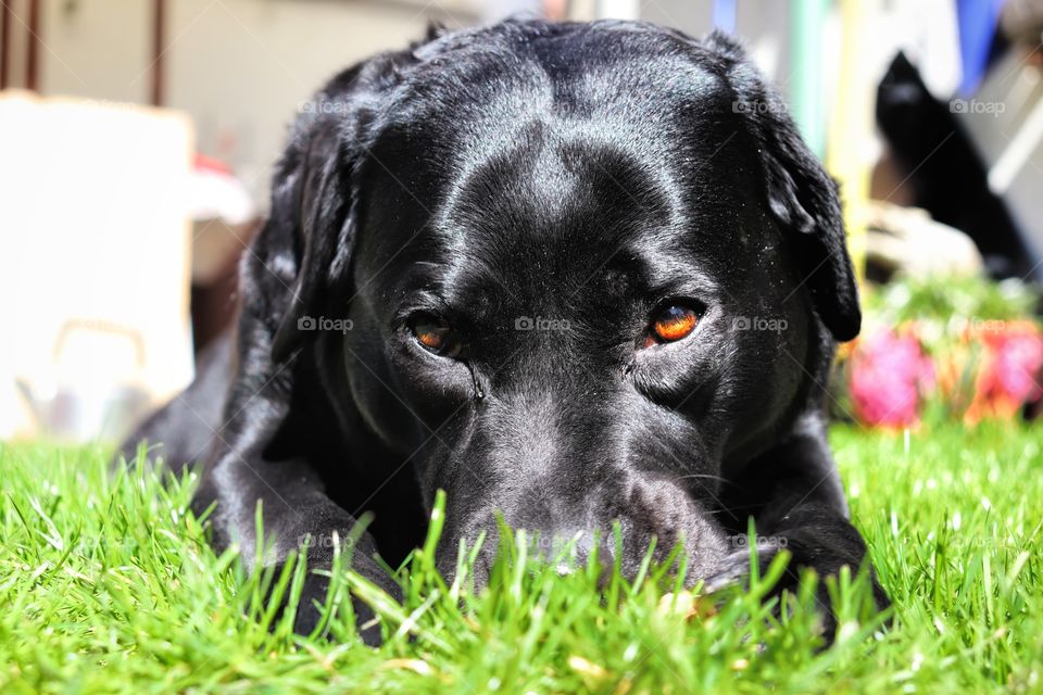 black labrador