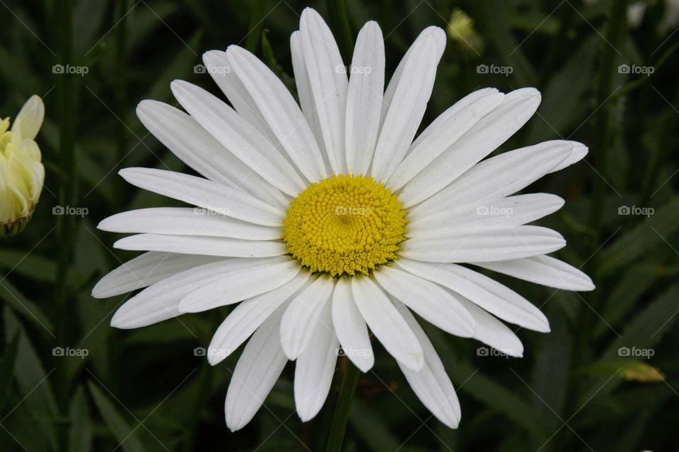 white daisy flower