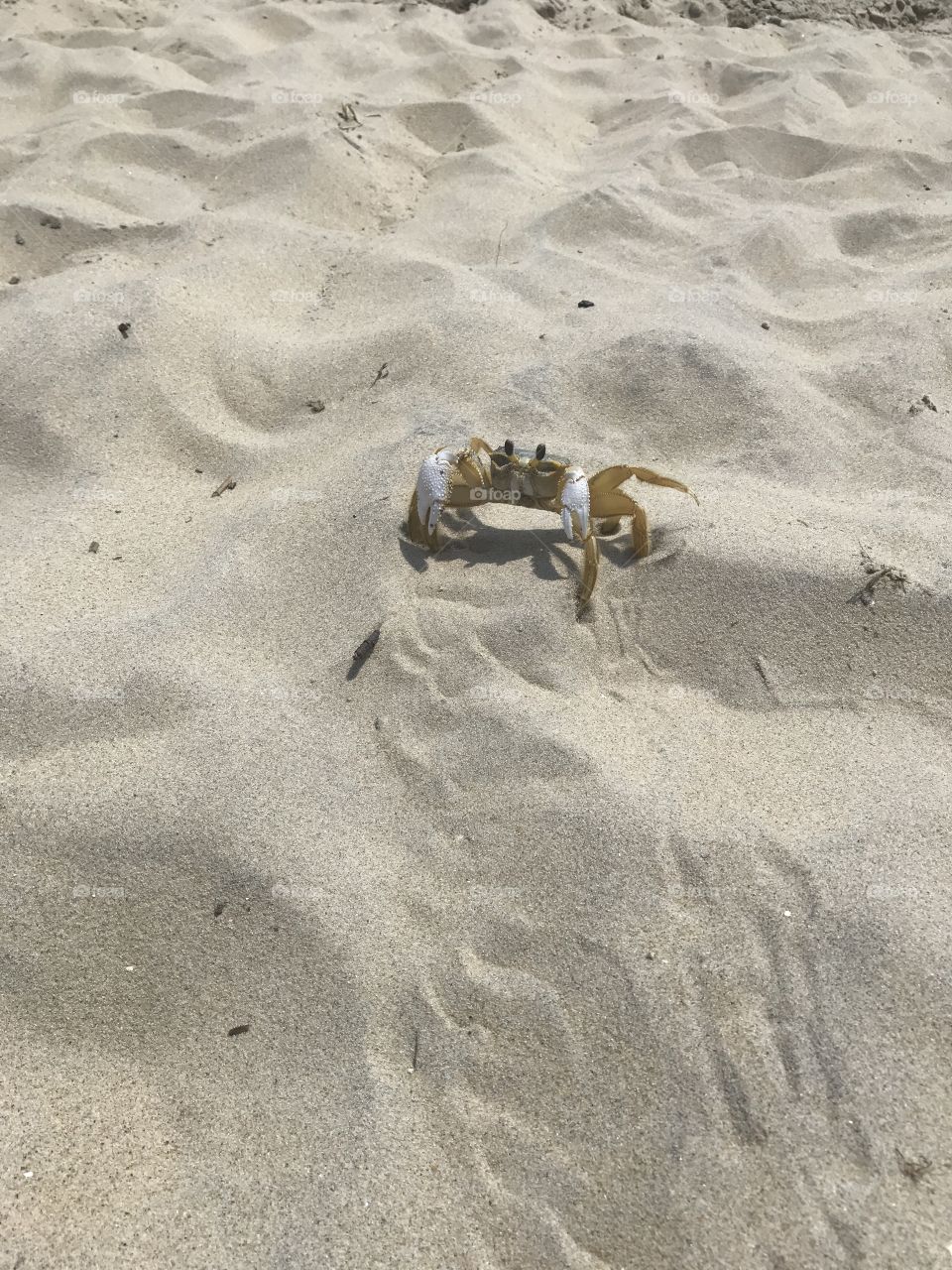 Crab!!!