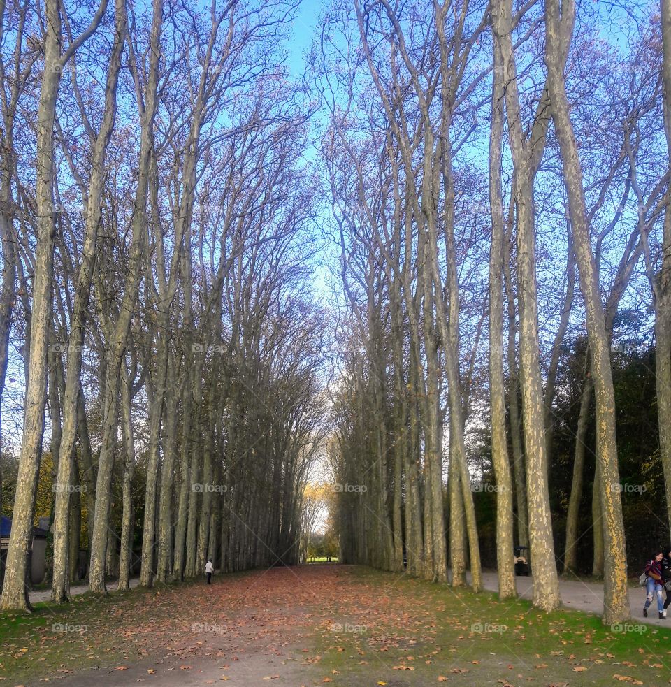 Tree Canopy in Paris