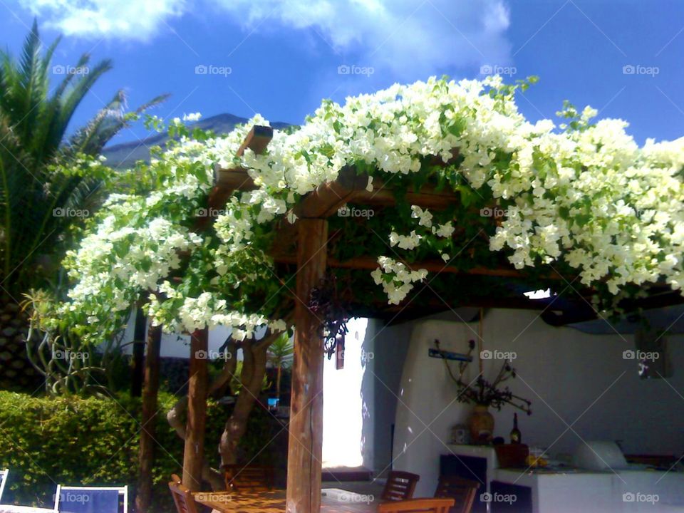 House with bougainvillaea at Stromboli Island ( Italy ).