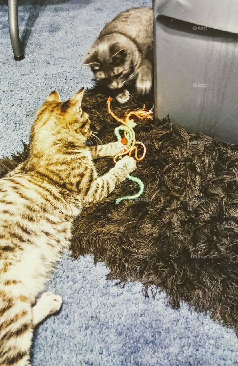 Two kittens one string