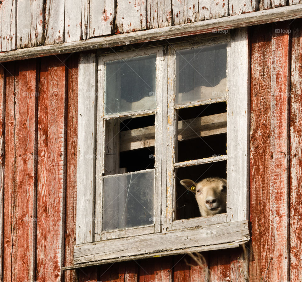 sheep in the window