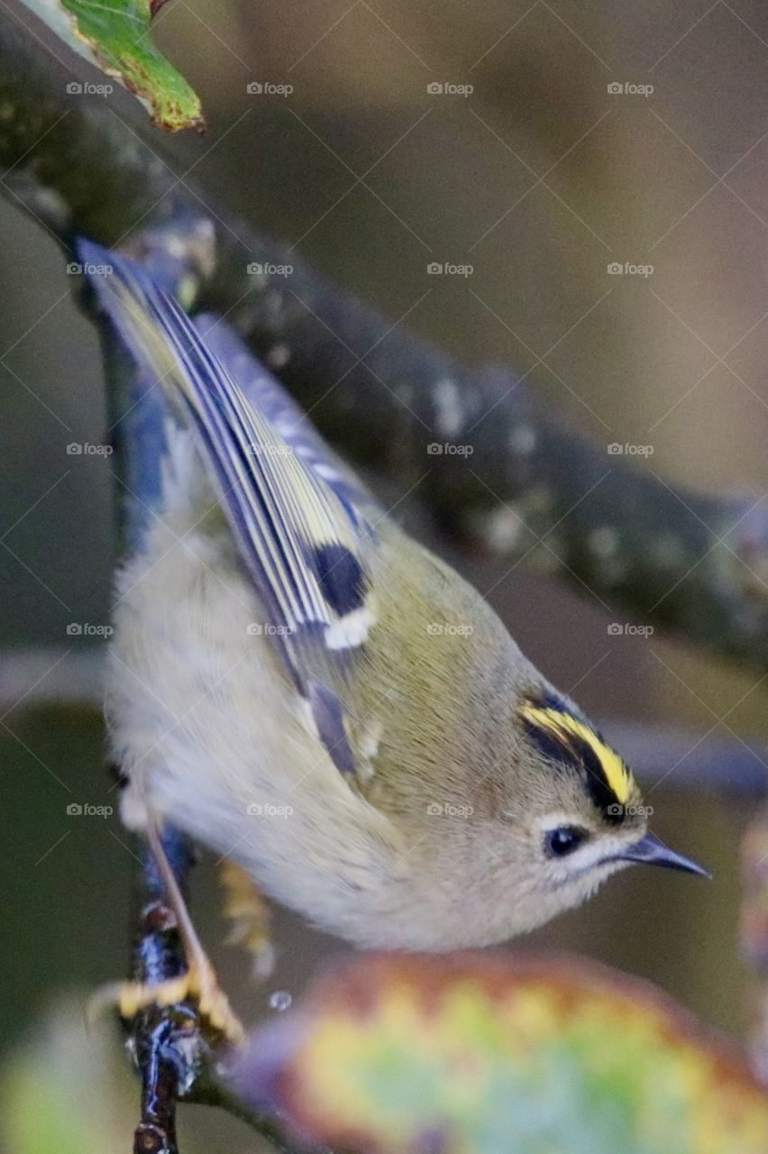 Goldcrest 