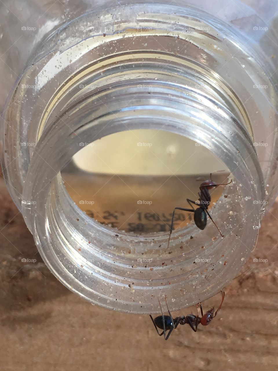 Worker ant large Australian crawling on inside rim of glass jar cream tones 