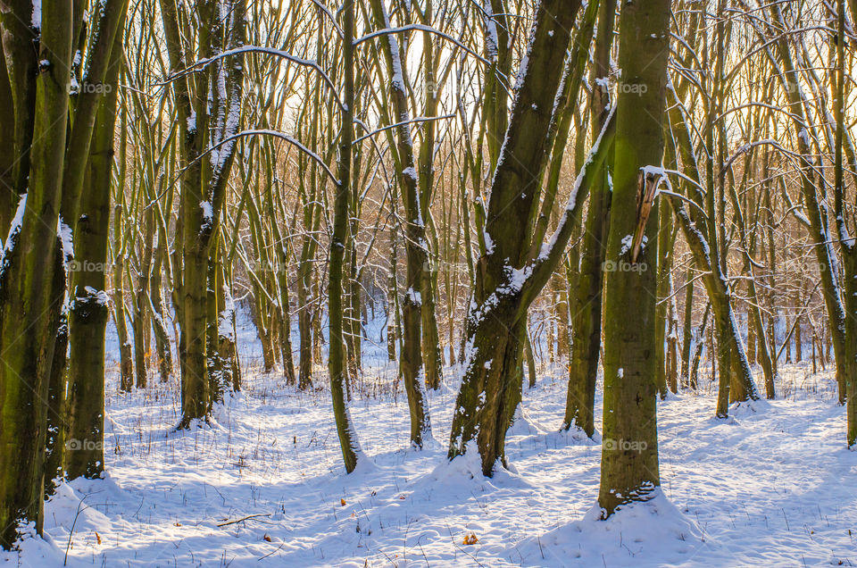 winter landscape