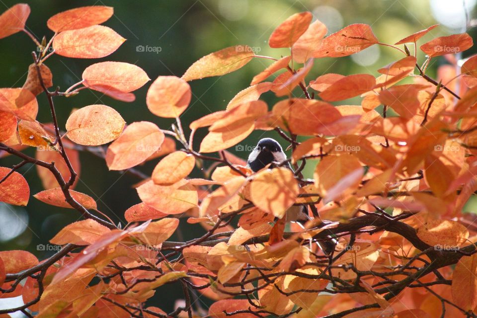 Where’s the little bird hiding? A great titmouse sitting in the branches of a tree full of autumn leaves.