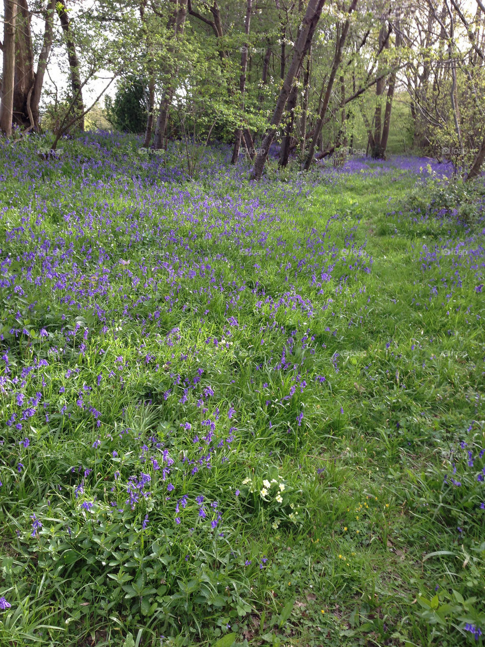 Bluebells