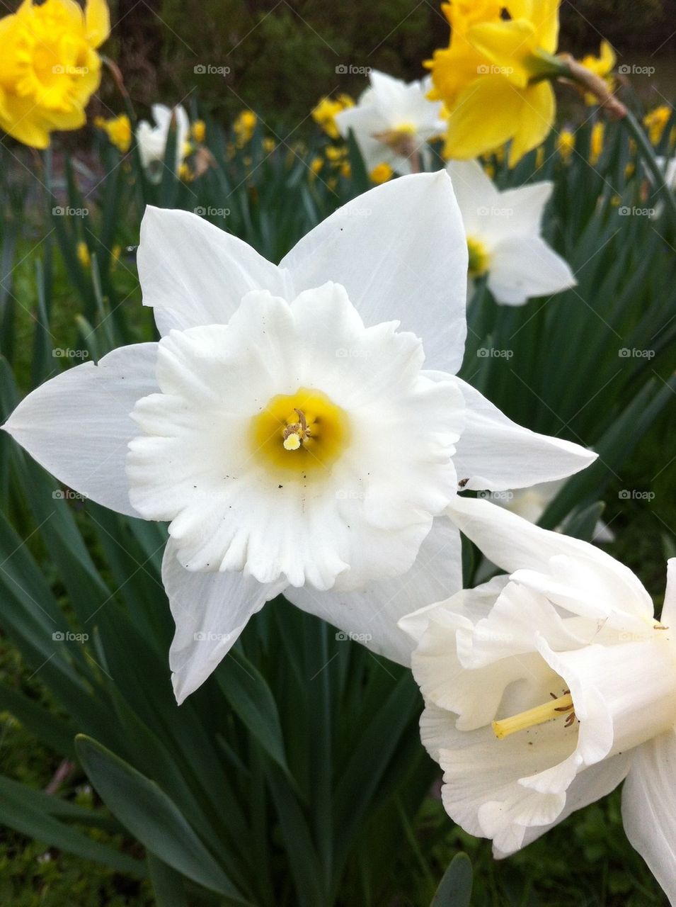 Daffodil 