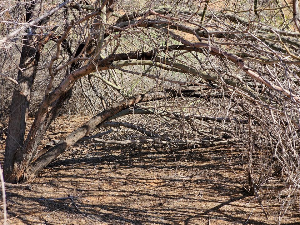 Slowly Falling Tree in Winter