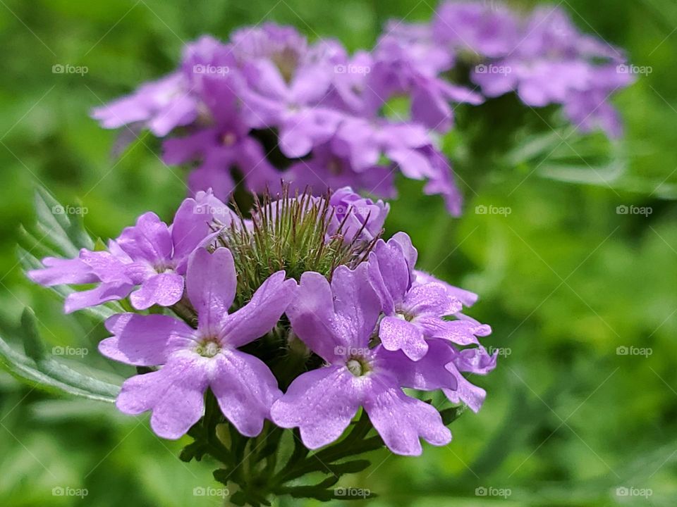 Three clusters of purple wild verbena.  Interesting fact:  This wildflower helps repair disturbed soil.