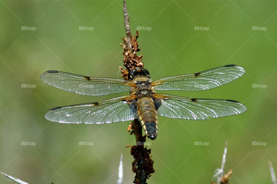 Dragonfly on plant