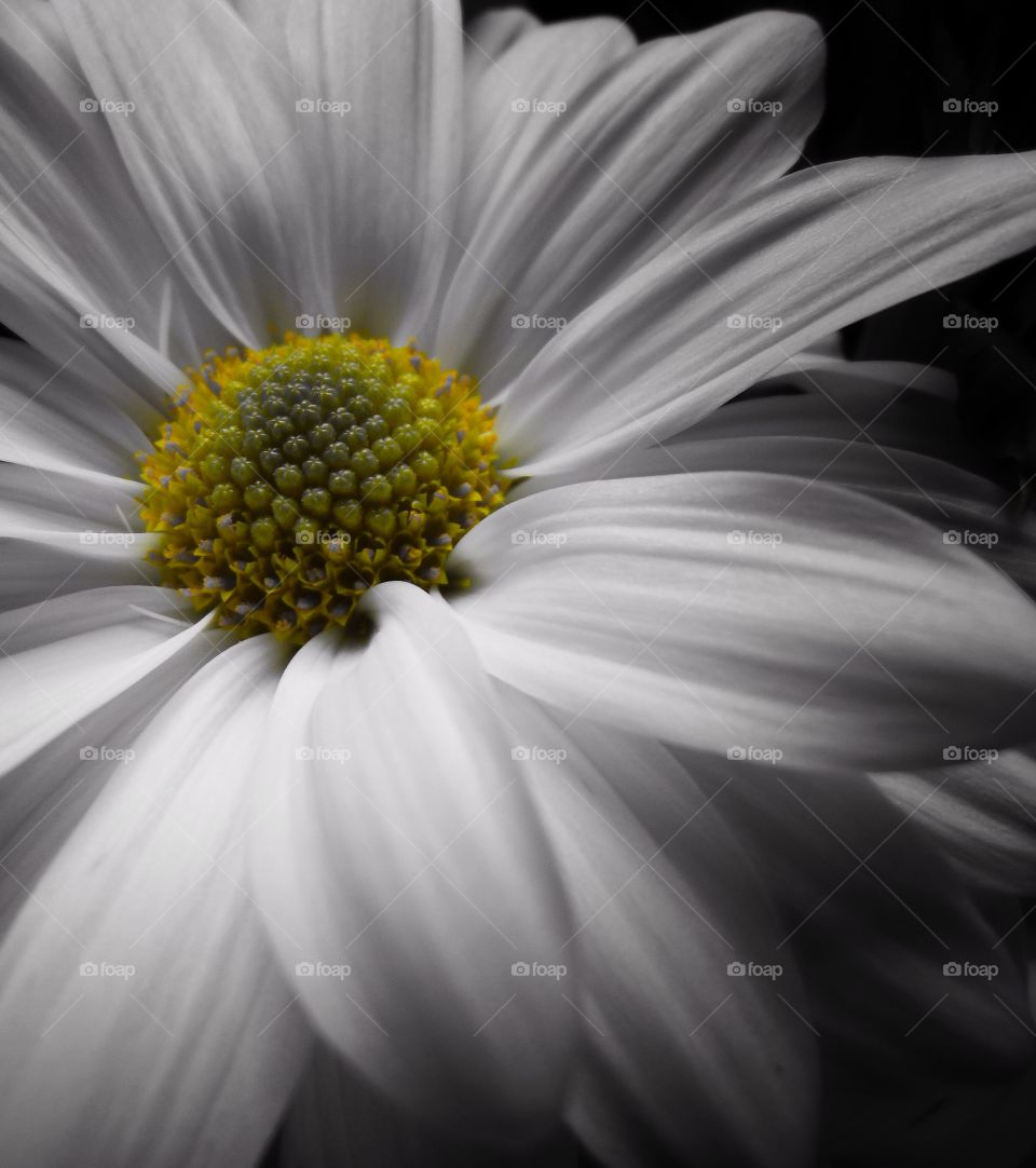 A close ip macro shot of gray white daisy with a yellow center.