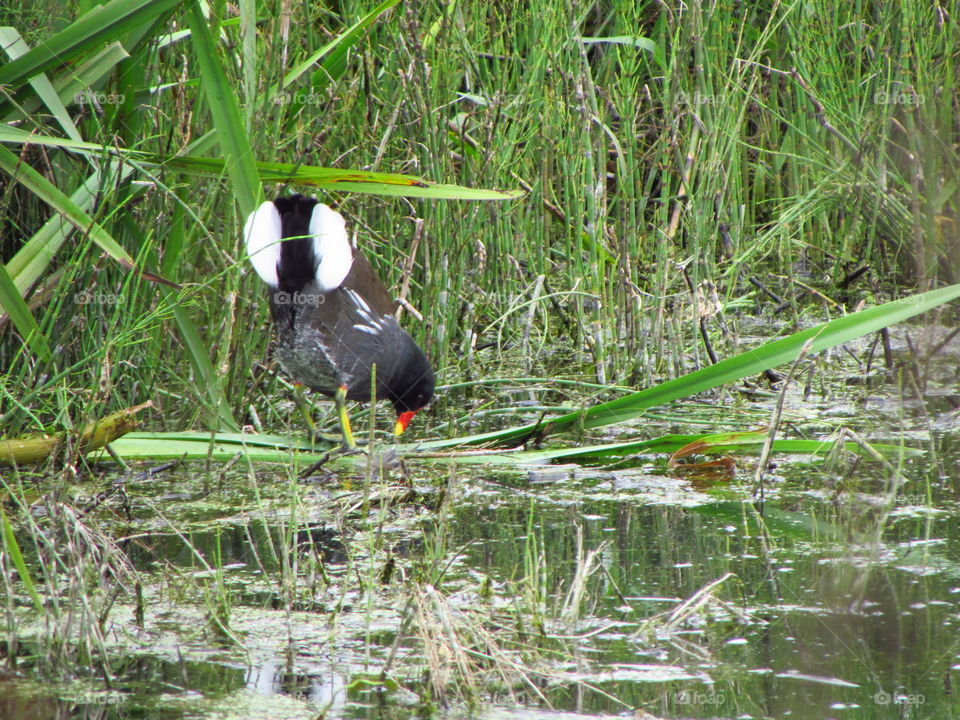 moorhen