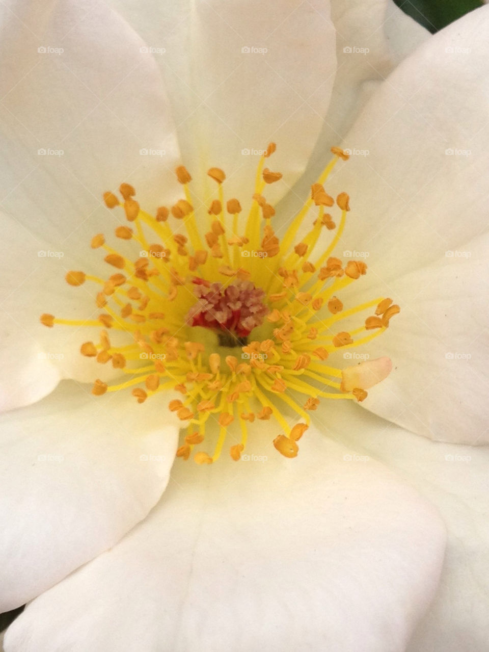 nature flower macro close by getmeparu