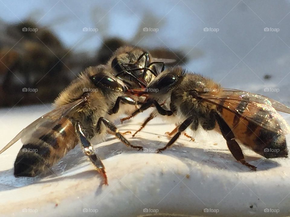 Bees