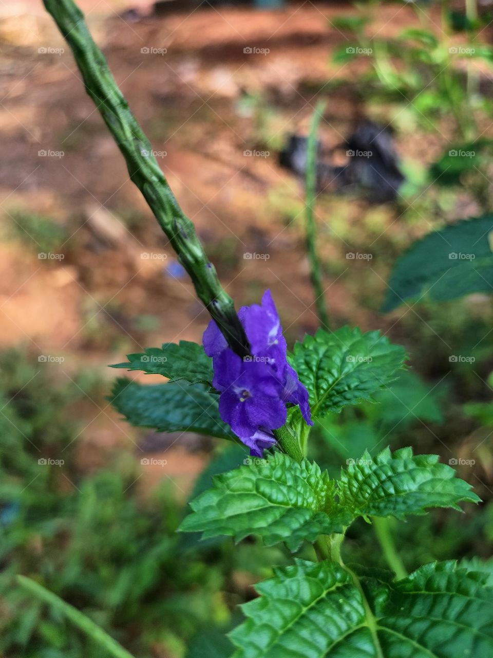 Image of purple flowers and green leaves