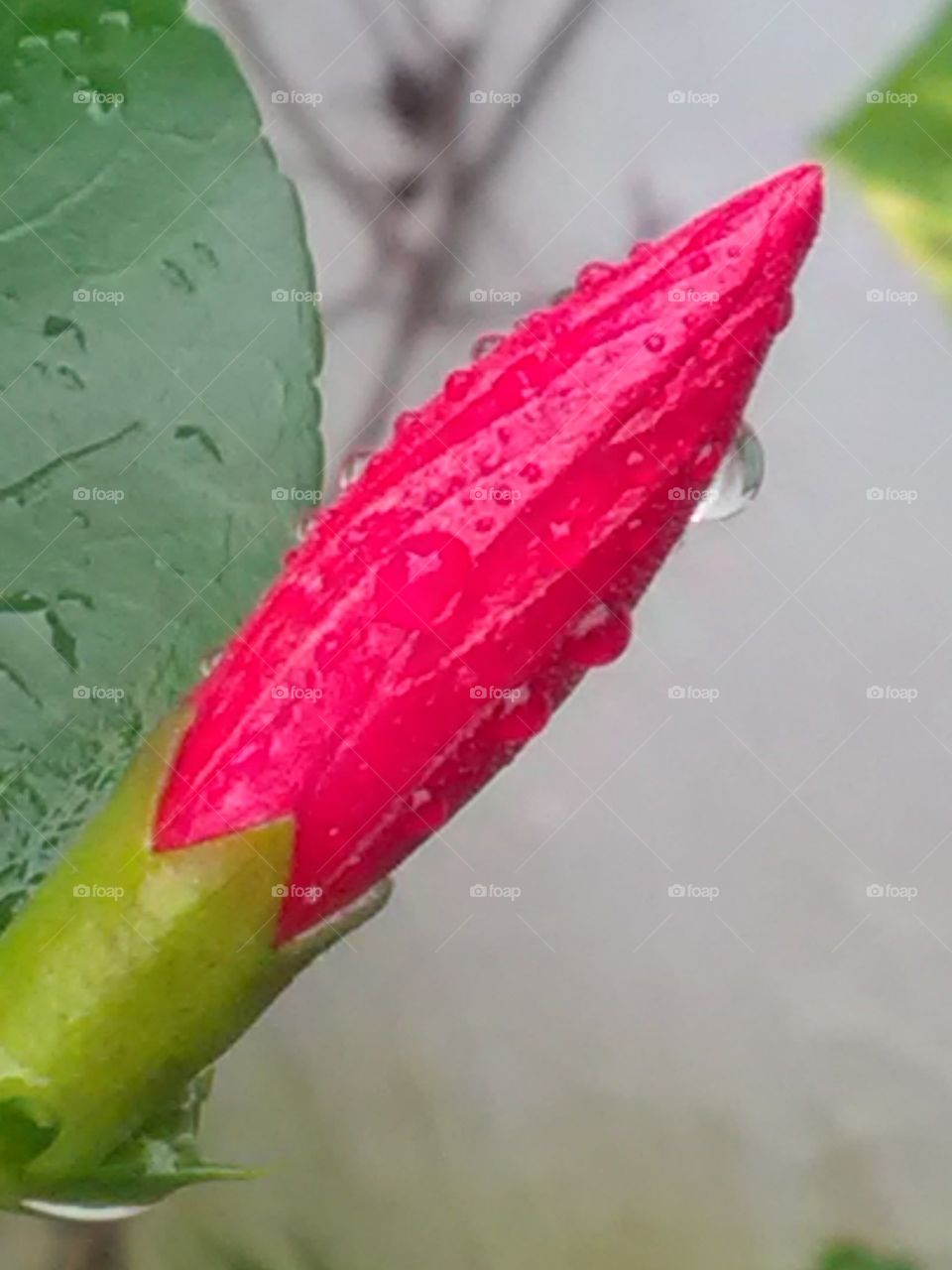 Rain fall on the gully's bud dropped water.