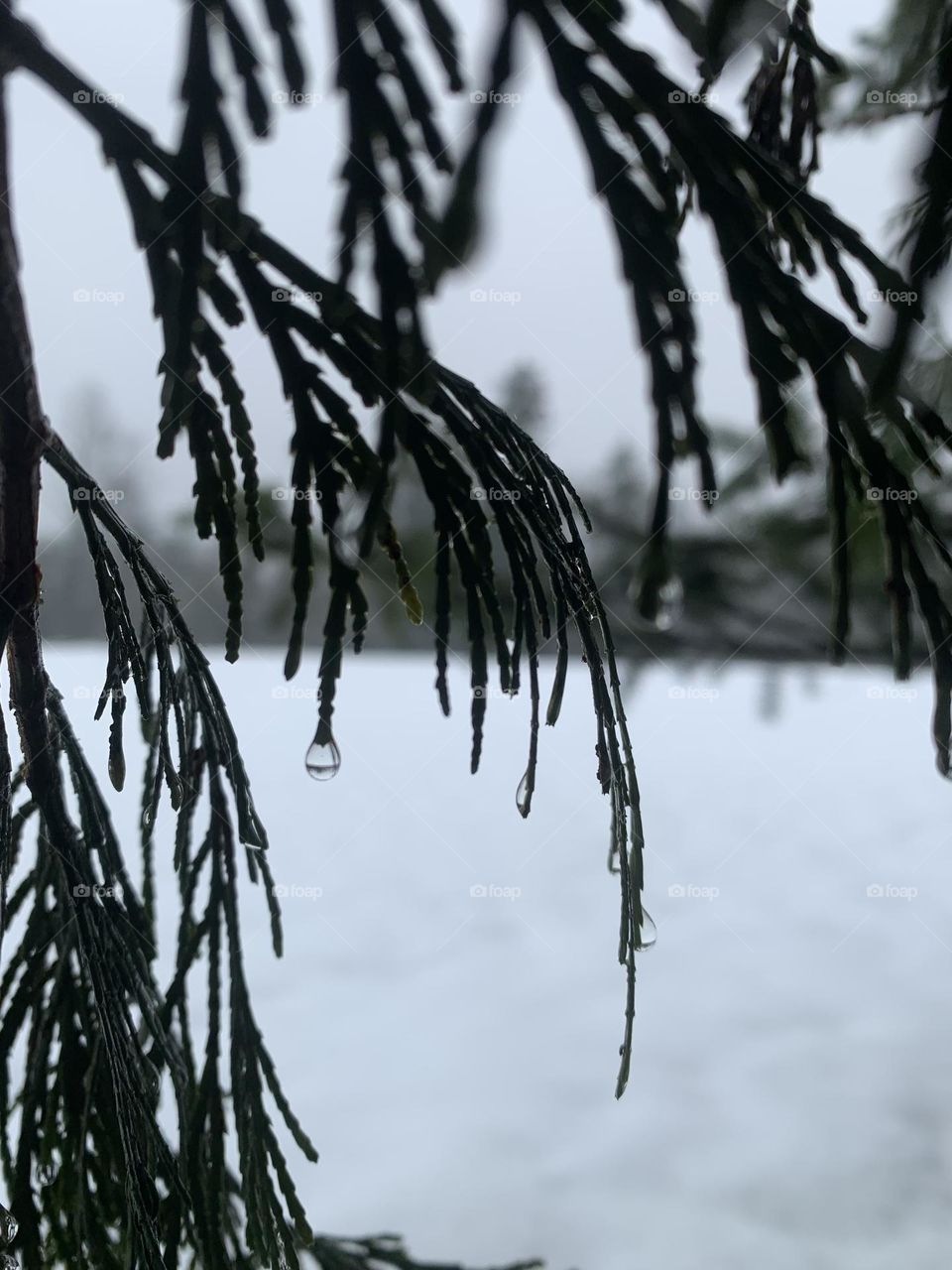 Wet pine needles