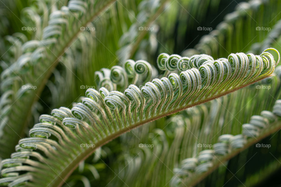 Green plant/Planta verde.