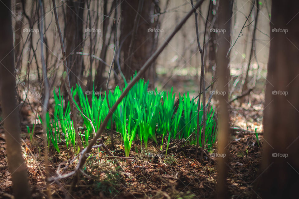 First spring grass in the forest