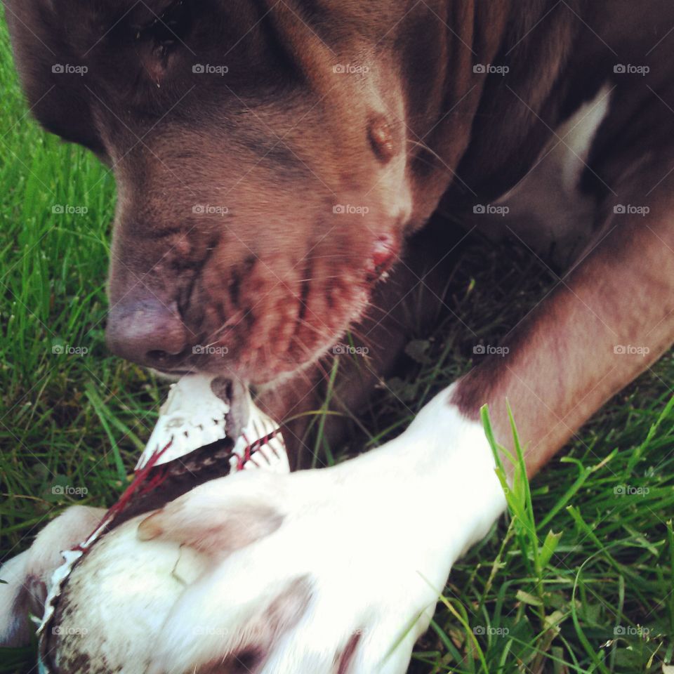 killing the softball. my dog, ripping apart a softball