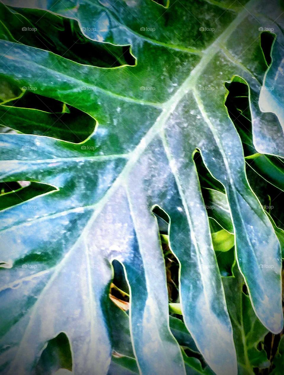Close-up Large Leaf