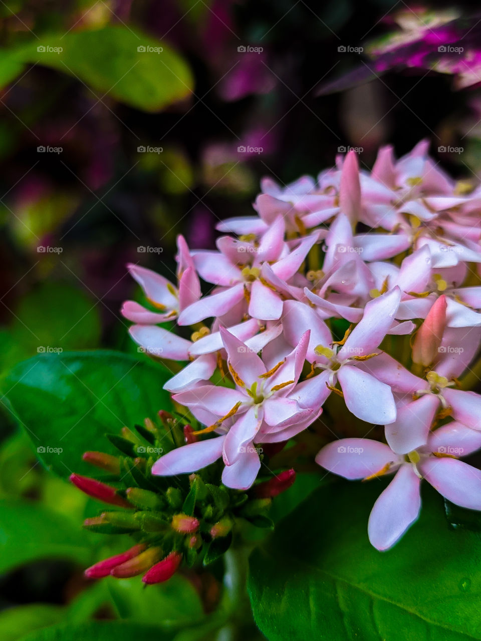 pinky white flowers