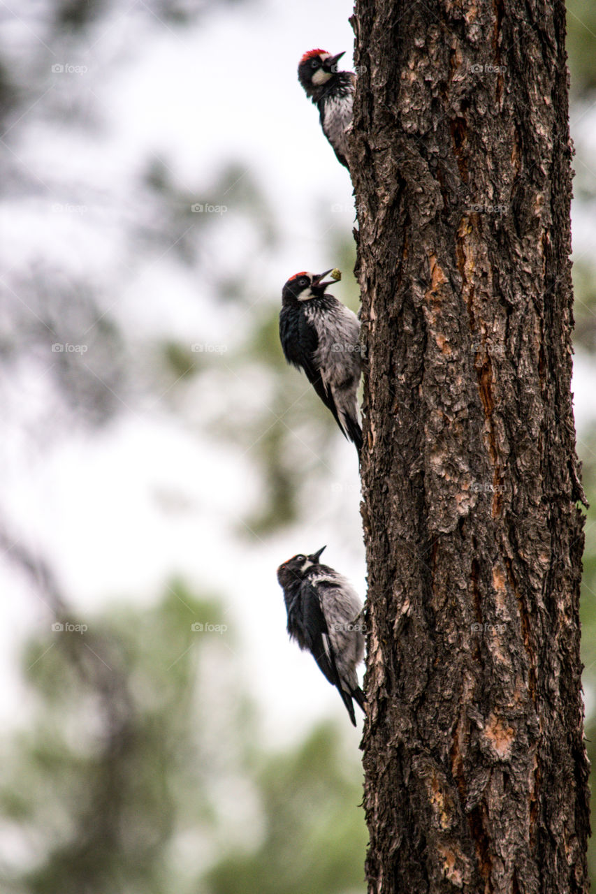 Three woodpeckers 